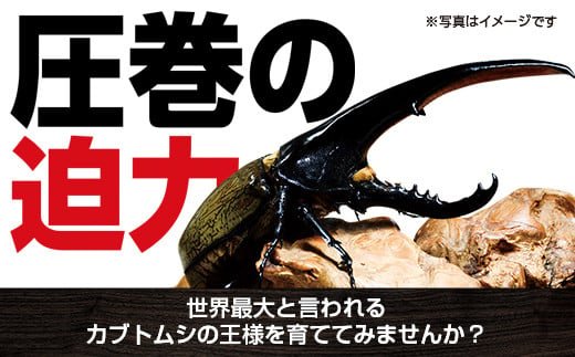 ヘラクレスオオカブト (ヘラクレスヘラクレス) 3令幼虫ペア(オスメス) 人工蛹室付: 肝付町ANAのふるさと納税