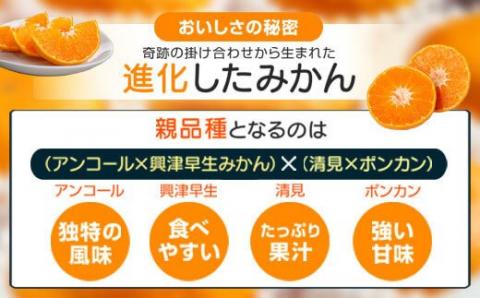 肝付町産西南のひかり＜先行受付＞