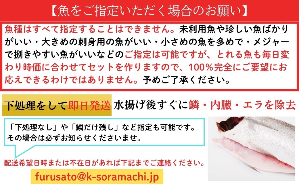  漁師厳選！ロコフィッシュ(地魚) 下処理済 鮮魚 ボックス(約2～3kg)