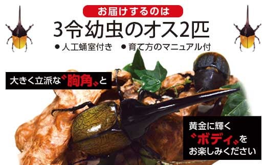 ヘラクレスオオカブト (ヘラクレスヘラクレス) 3令幼虫オス2匹 人工蛹室付: 肝付町ANAのふるさと納税