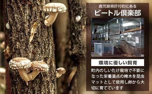 ヘラクレスオオカブト (ヘラクレスヘラクレス) 成虫ペア オス(130mm台) メス(フリーサイズ)