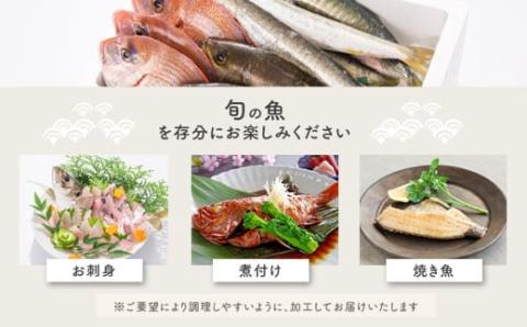 【3回定期便】魚屋さんの選んだ新鮮お魚詰め合わせ（約6～8人分）
