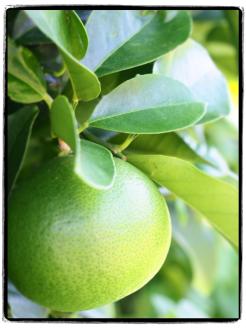 ＜先行予約受付中！2025年9月下旬より順次発送＞ででスコセット(65ml×5本)