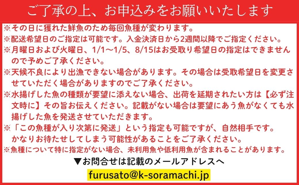  漁師厳選！ロコフィッシュ(地魚) 下処理済 鮮魚 ボックス(約2～3kg)