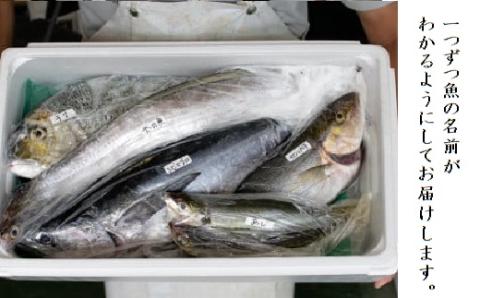 【6回定期便】魚屋さんの選んだ新鮮お魚詰め合わせ（約6～8人分）