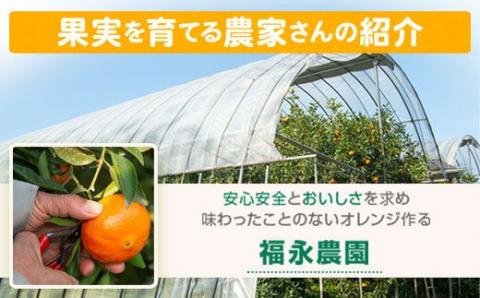 肝付町産西南のひかり＜先行受付＞