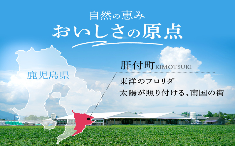 鹿児島黒牛ビーフシチュー　10パックセット