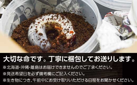  ヘラクレスオオカブト (ヘラクレスヘラクレス) 3令幼虫ペア(オスメス) 人工蛹室付
