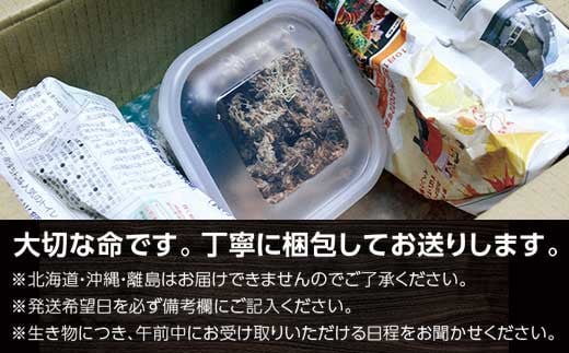 ヘラクレスオオカブト (ヘラクレスヘラクレス) 成虫ペア オス(130mm台) メス(フリーサイズ)