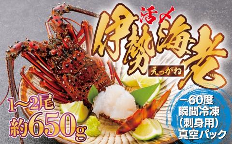 【活き〆冷凍】肝付町内之浦産　伊勢海老（えっがね）の刺身〈約650ｇ〉