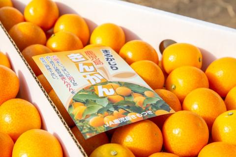 肝付町産完熟ハウスきんかん＜先行受付＞
