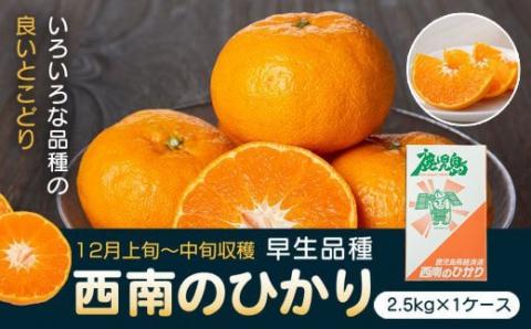 肝付町産西南のひかり＜先行受付＞