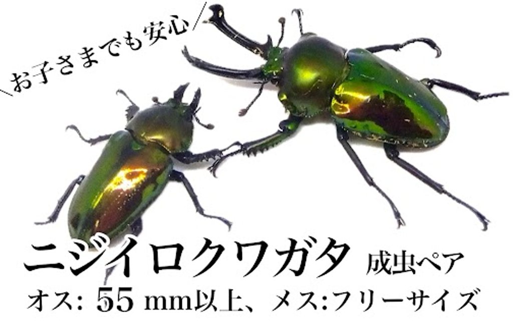 ニジイロクワガタ 成虫ペア オス(55mm以上) メス(フリーサイズ)