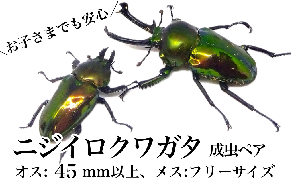 ニジイロクワガタ 成虫ペア オス(45mm以上) メス(フリーサイズ): 肝付町ANAのふるさと納税