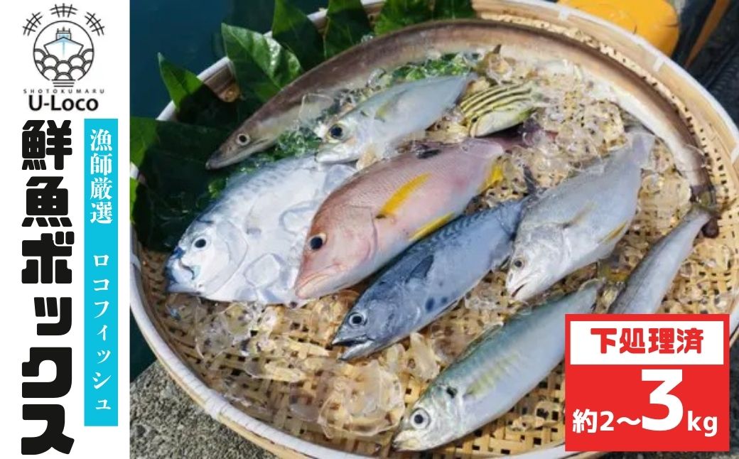  漁師厳選！ロコフィッシュ(地魚) 下処理済 鮮魚 ボックス(約2～3kg)