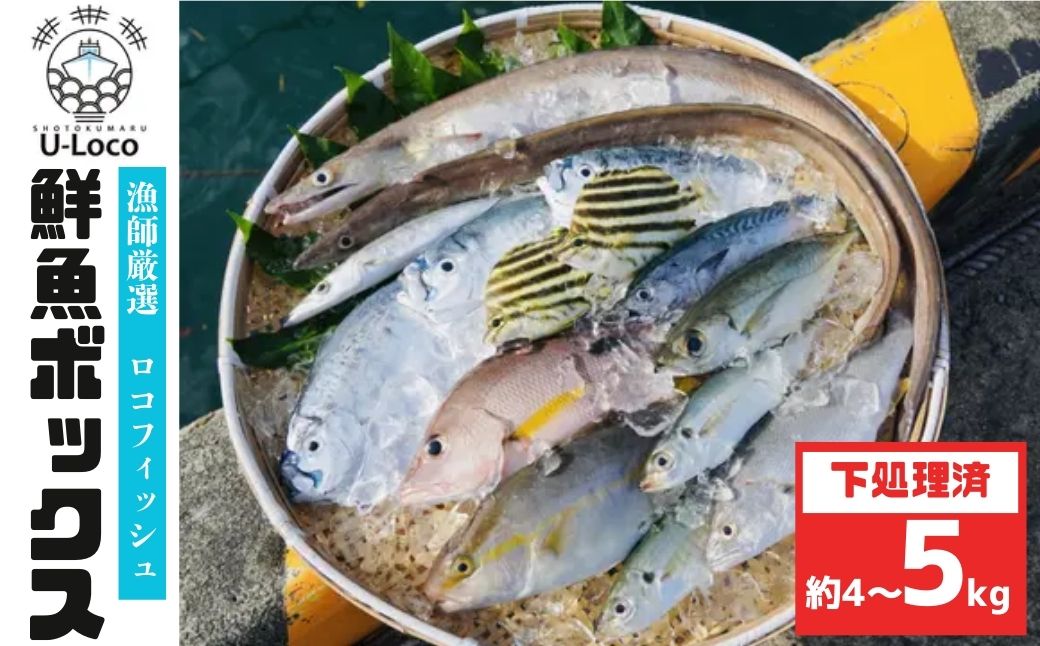  漁師厳選！ロコフィッシュ(地魚) 下処理済 鮮魚 ボックス(約4～5kg)