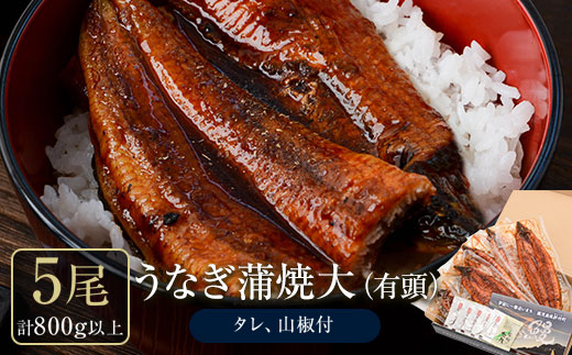 うなぎ蒲焼・大(有頭)(5尾・計800g以上、タレ、山椒付)