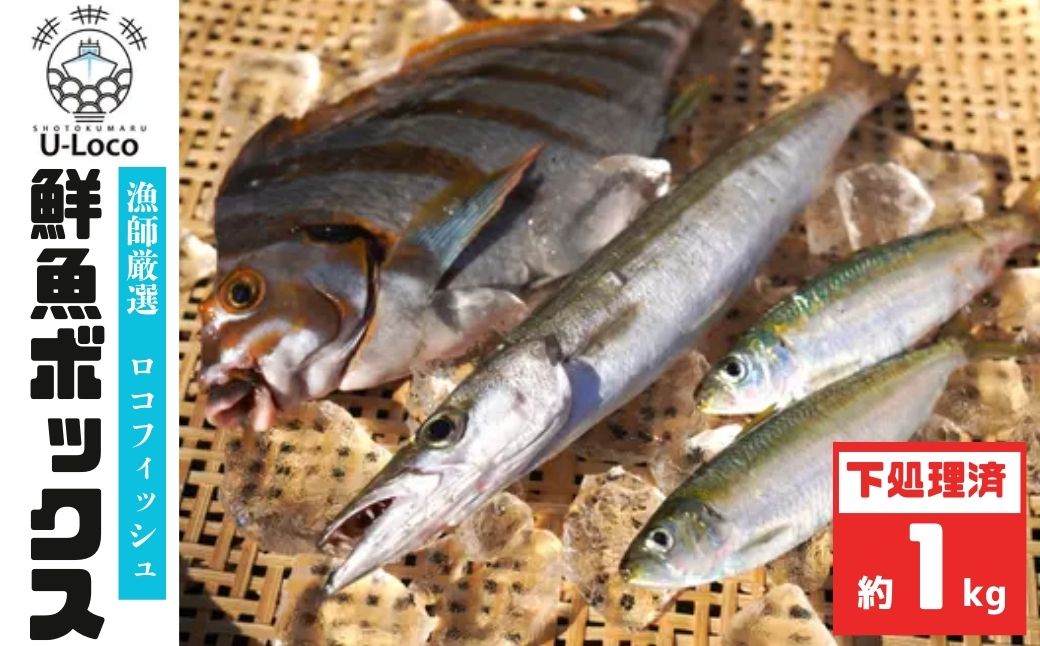 漁師厳選！ロコフィッシュ(地魚) 下処理済 鮮魚 ボックス(約1kg