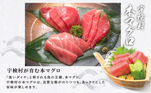 本マグロ ( 1本 約 55 ~ 60 kg ) 冷蔵 マグロ まぐろ 鮪 養殖 内臓抜き 尾なし トロ 中トロ 中とろ 大トロ 大とろ 赤身 中落とし 刺身 カマ 海鮮 贈答 豪華 100万 宇検村