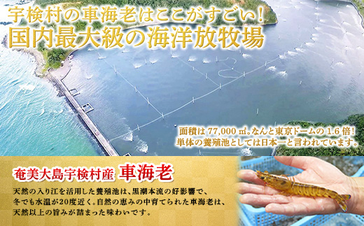 《奄美大島 宇検村産》燻製車海老(5尾) 魚介 スモーク 車海老 えび エビ おつまみ 調味料保存料不使用 奄美大島 宇検村 鹿児島