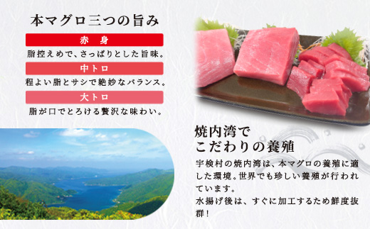 本マグロ ( 1本 約 55 ~ 60 kg ) 冷蔵 マグロ まぐろ 鮪 養殖 内臓抜き 尾なし トロ 中トロ 中とろ 大トロ 大とろ 赤身 中落とし 刺身 カマ 海鮮 贈答 豪華 100万 宇検村