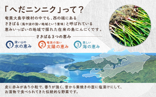 【先行予約】【2026年5～6月頃順次発送予定】辛いざくざく島ニンニク 油漬け 無農薬 辛口 スタミナ 国産 宇検村 数量限定 期間限定 奄美大島 鹿児島県 送料無料