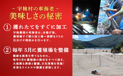 《奄美大島 宇検村産》 冷凍車海老 400g 贈答箱入り 活〆車えび エビ 魚介 海鮮 奄美大島 宇検村 鹿児島