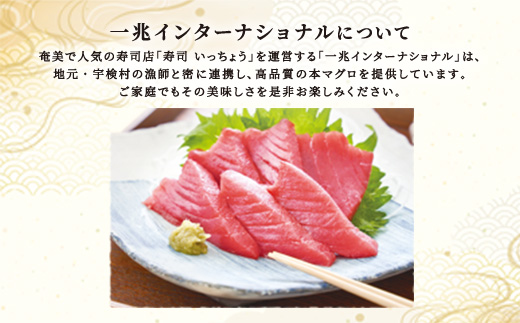 本マグロ ( 1本 約 55 ~ 60 kg ) 冷蔵 マグロ まぐろ 鮪 養殖 内臓抜き 尾なし トロ 中トロ 中とろ 大トロ 大とろ 赤身 中落とし 刺身 カマ 海鮮 贈答 豪華 100万 宇検村