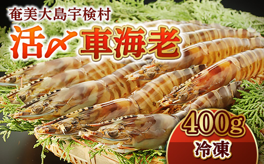 《奄美大島 宇検村産》 冷凍車海老 400g 贈答箱入り 活〆車えび エビ 魚介 海鮮 奄美大島 宇検村 鹿児島