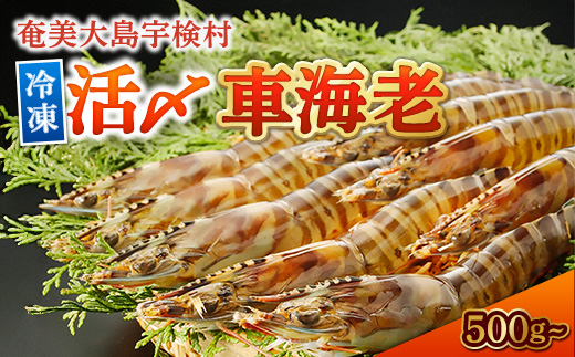《奄美大島 宇検村産》 冷凍車海老 500g 贈答箱入活〆車えび エビ 魚介 海鮮 奄美大島 宇検村 鹿児島