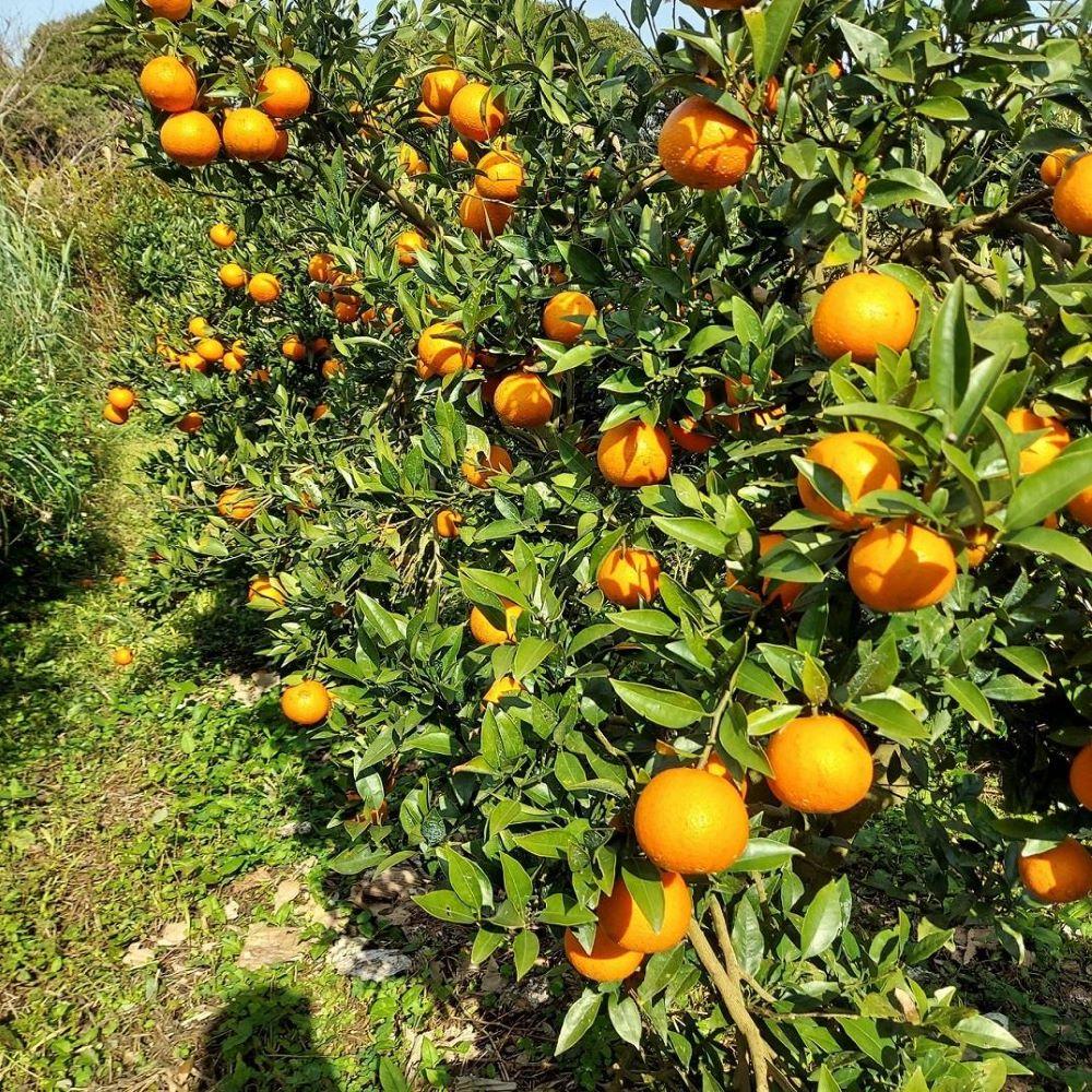 【2026年発送分 先行受付】たんかん ご家庭用バラ詰め3kg【たけはら農園】