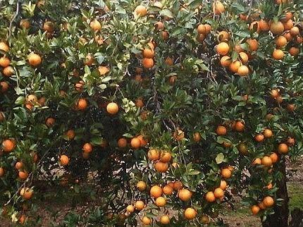 【2026年発送分 先行受付】たんかん ご家庭用バラ詰め5kg【たけはら農園】