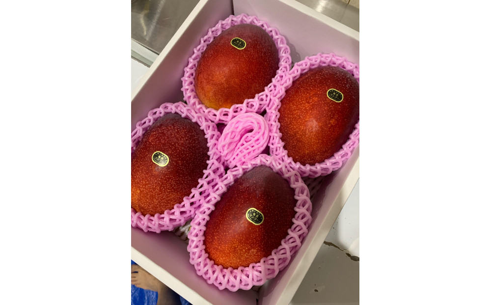 【2026年 先行予約】奄美完熟マンゴー 化粧箱 約2kg(4～6玉入り) 農家直送！