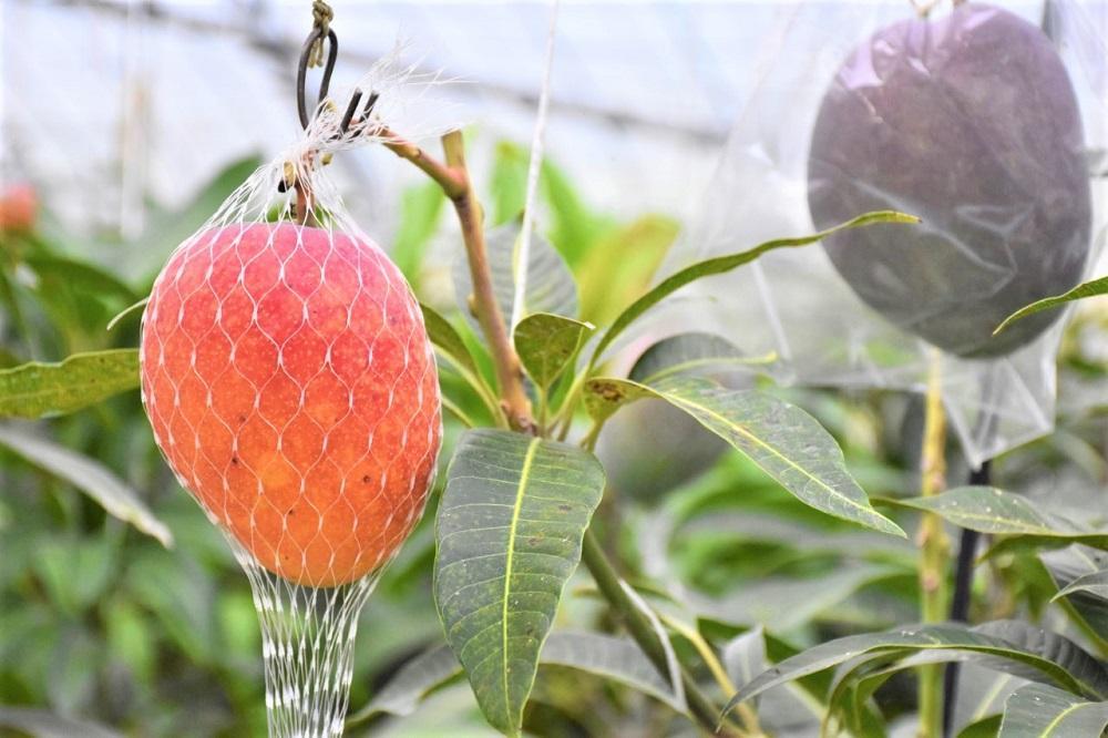 【2026年 先行予約】奄美完熟マンゴー 訳あり 家庭用 約1kg(2～3玉入り) 農家直送！