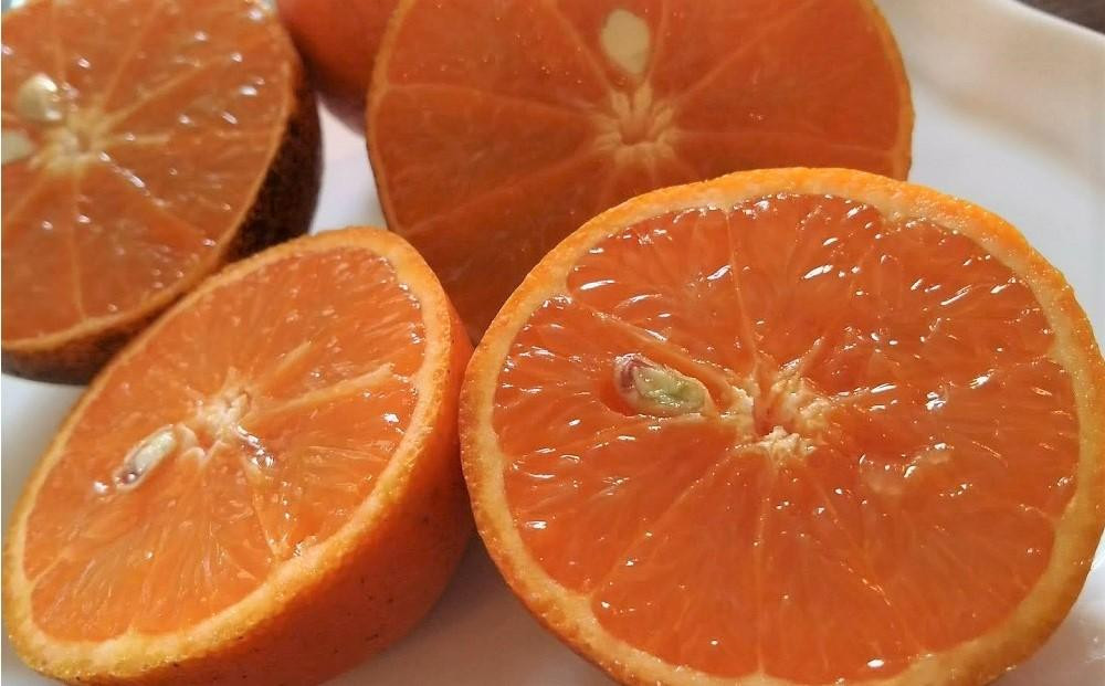 奄美大島産 たんかん 家庭用 3kg（約18～25個）＜完全農薬不使用栽培＞