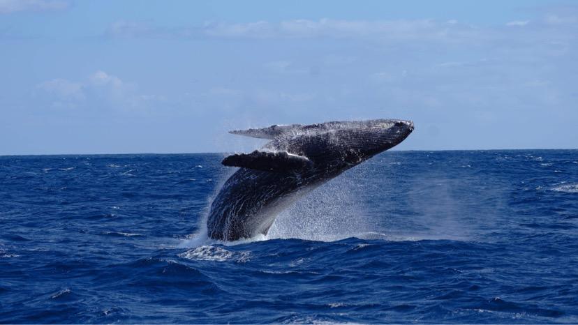 奄美大島　ゆったり見れるホエールウォッチング(3時間)
