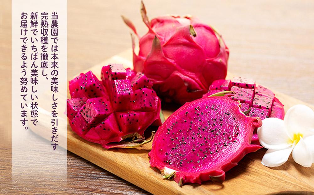 奄美産 食べごろ樹上完熟『赤蜜ドラゴンフルーツ』約2kg（4〜8玉）【先行予約　7月~10月発送】