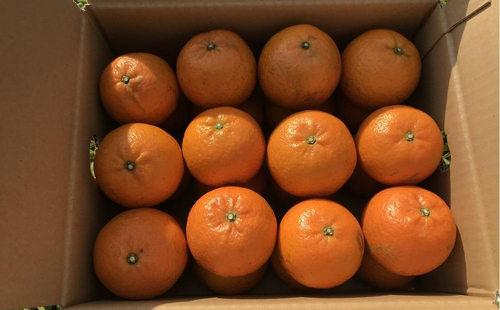 奄美大島産 食べごろ樹上完熟『奄美たんかん』10kg ご家庭用  2026年2月上旬より発送