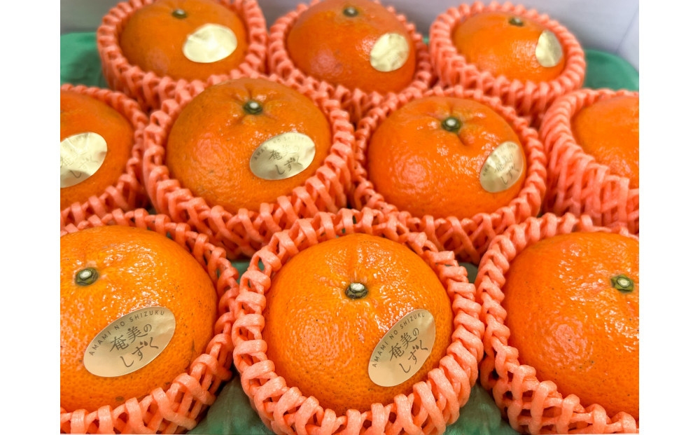 奄美大島産 食べごろ樹上完熟『奄美たんかん』贈答用 10～12玉  2026年2月上旬より発送