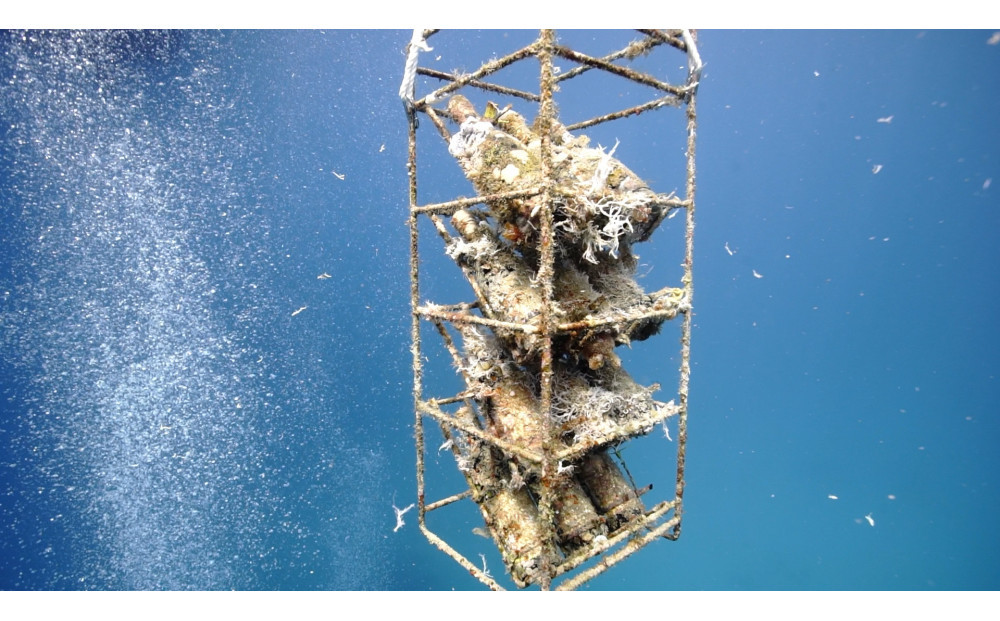 tlass SEA CELLAR -2025 2nd Edition- 海底熟成スパークリング 750ml×1本