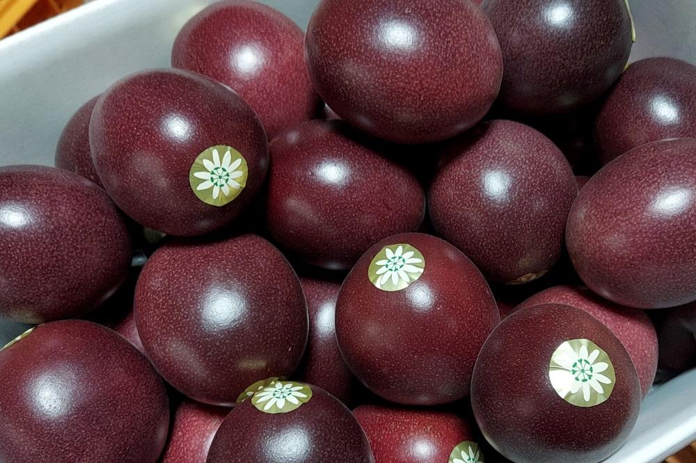 【2026年発送分 先行受付】パッションフルーツ バラ詰め3kg【たけはら農園】