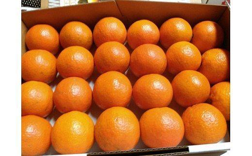 【2026年発送 先行予約】武富農園の奄美たんかん 9kg（3kg×3箱）