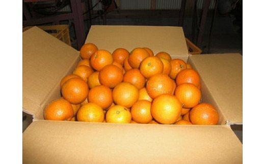 【2026年発送 先行予約】武富農園の奄美たんかん 約10kg Sサイズ