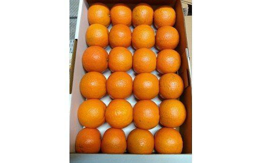 【2026年発送 先行予約】武富農園の奄美たんかん 約6kg（3kg×2箱）