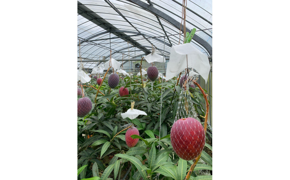 【2026年 先行予約】奄美完熟マンゴー 化粧箱 約1kg(2～3玉入り) 農家直送！