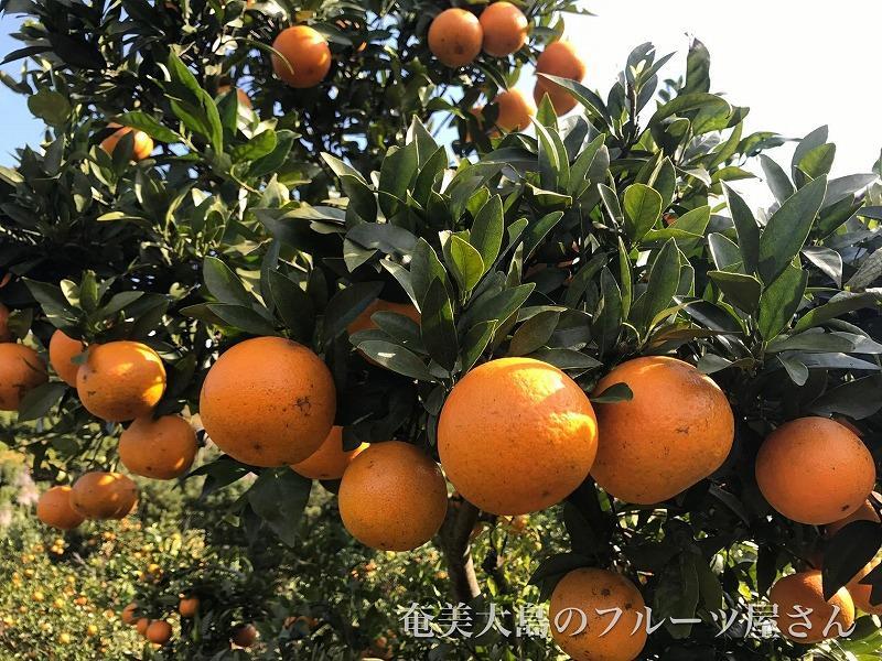 【2026年2月以降発送】奄美たんかん 約3kg化粧箱＜数量限定／先行予約＞