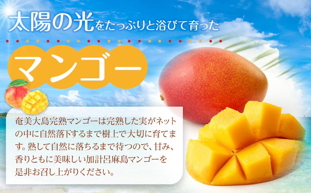 【2026年発送】奄美大島産　完熟マンゴー 約1キロ（2～3玉）