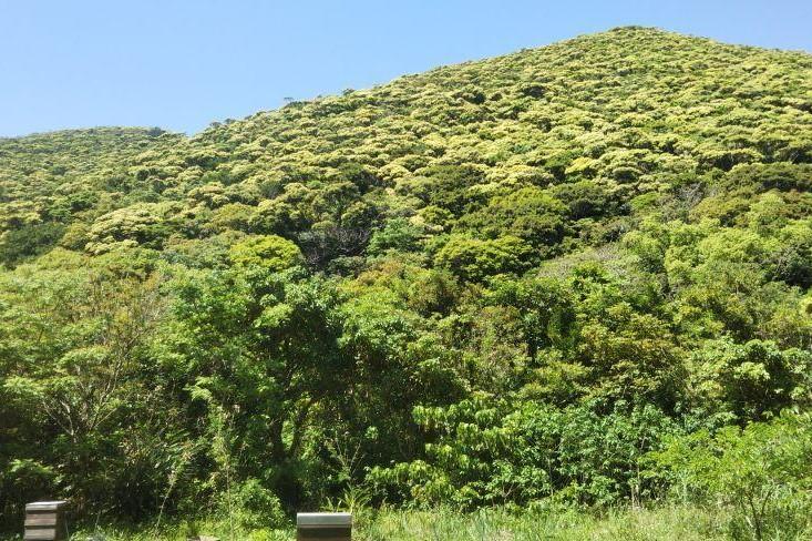 【奄美大島 きゅら島】百花蜂蜜 500g×1本
