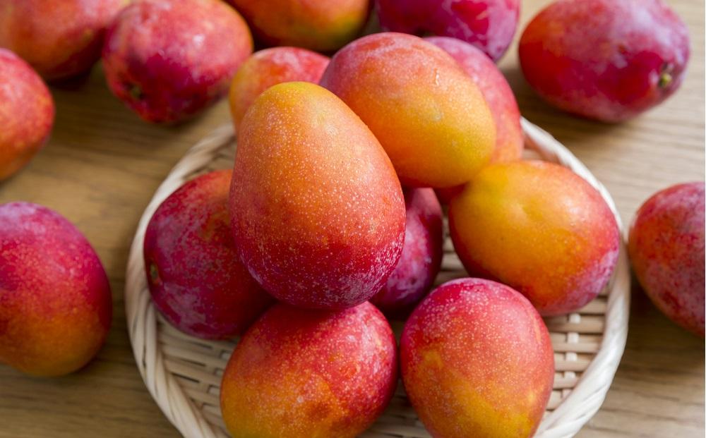 【2026年先行予約】奄美 加計呂麻島 完熟マンゴー 家庭用 約1kg（2～3玉入り）化粧箱