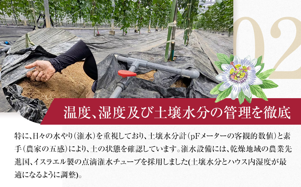 2026年先行受付【農薬・除草剤不使用】奄美大島産樹上完熟パッションフルーツ３kg